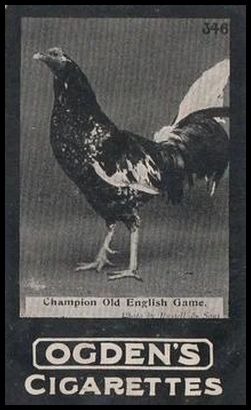 346 Champion Old English Game